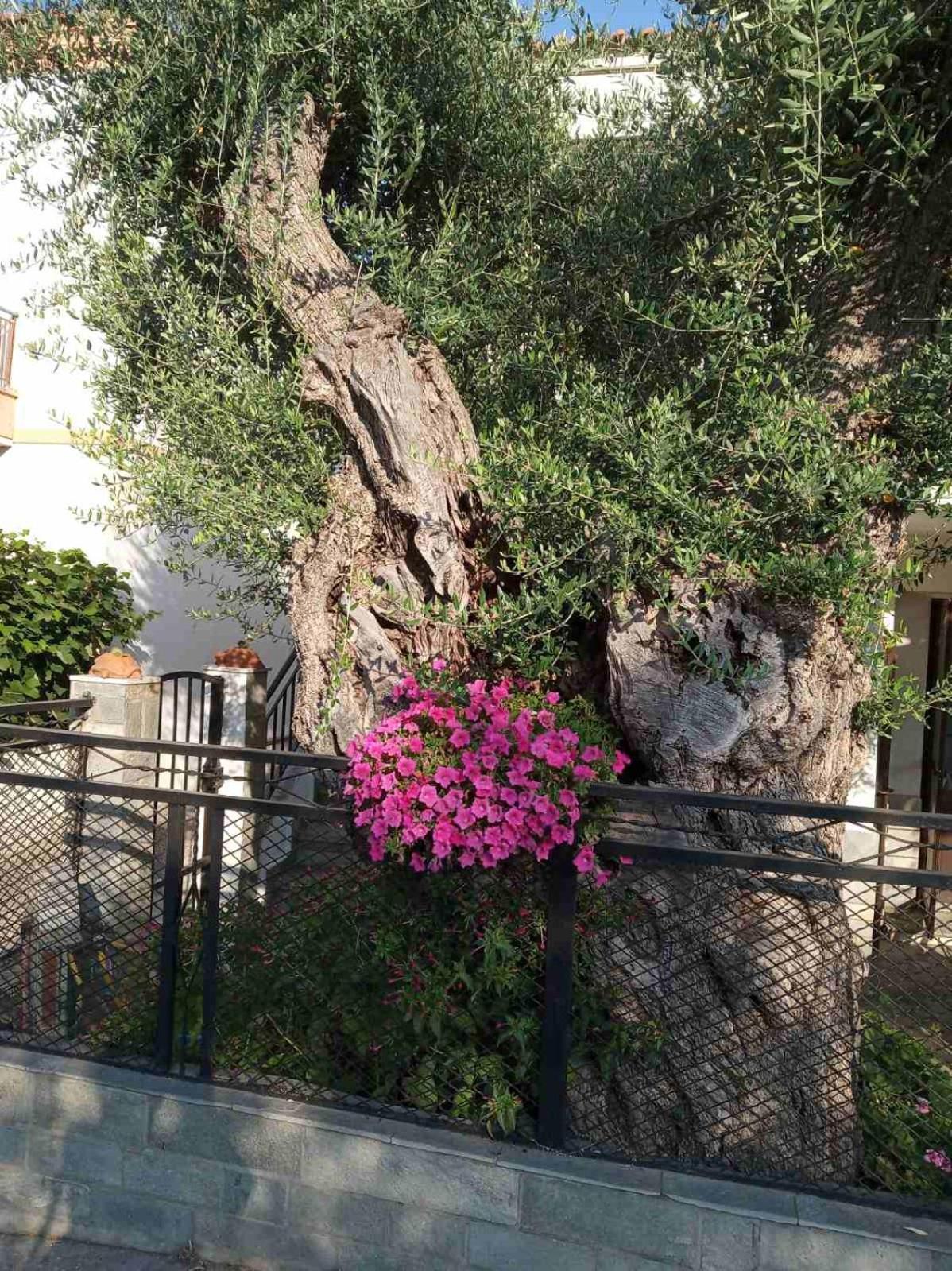 Aegean Balcony Villa สกาลา กัลลีราคิส ภายนอก รูปภาพ